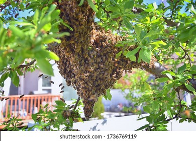 Swarm of Honey Bees, a eusocial flying insect within the genus Apis mellifera of the bee clade. Swarming Carniolan Italian honeybee on a plum tree branch in early spring in Utah. Formation of a new co