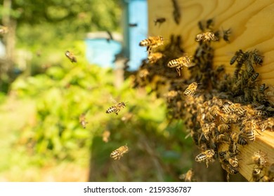 swarm of honey bees flying around beehive. Bees returning from collecting honey fly back to the hive. Honey bees on home apiary, apiculture concept