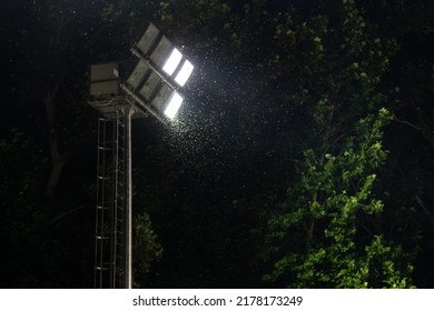 Swarm Of Insects And Mosquitoes Around The Lamp Of An Electric Spotlight At Night. Many Moths Flying After Rain Or Before Rain In The Rainy Season Around Light Bulbs In The Dark Outdoors. 