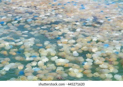  Swarm Jellyfish