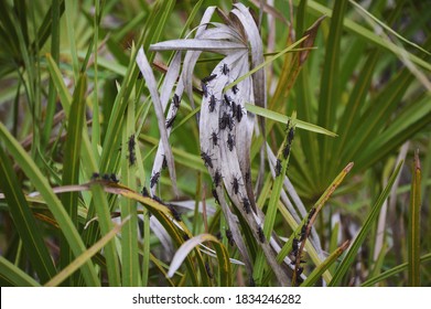 Swarm Of Juvenile Eastern Lubber Grasshoppers