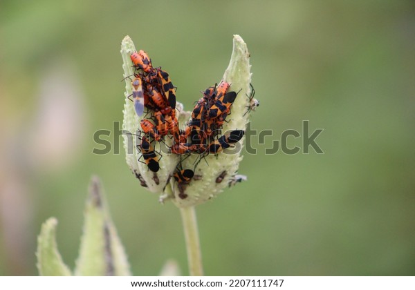 A swarm of large milkweed bugs that are sitting on\
the buds of a plant.