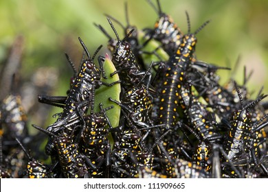 Swarm Of Locusts