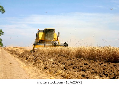 Swarm Of Locusts In Wheat Field