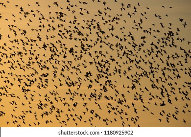 1,897 Starling swarm Images, Stock Photos & Vectors | Shutterstock