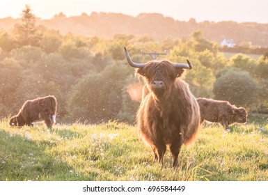 Swarm of midges attacking highland cows during sunset