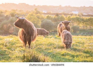 Swarm of midges attacking highland cows during sunset