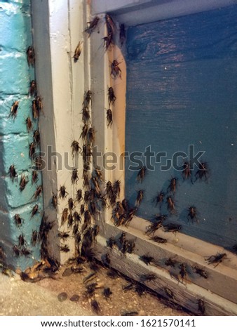A swarm of mormon crickets gather below a window sill outside.