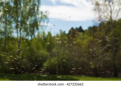 Swarm Of Mosquitoes