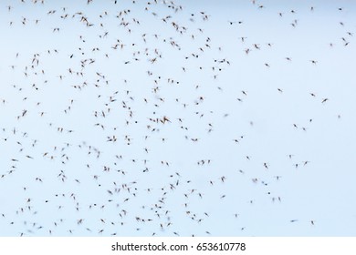 Swarm With Mosquitoes