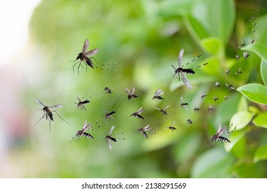 Swarm Of Mosquitoes Fly In The Park