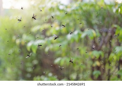 1,272 Mosquito Swarm Images, Stock Photos & Vectors | Shutterstock