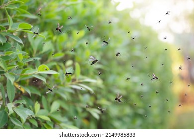 Swarm Of Mosquitoes Fly In The Park