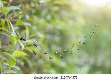 Swarm Of Mosquitoes Fly In The Park