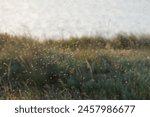 A swarm of mosquitoes and gnats in the air above the swamp. Chironomidae midge known as chironomids or non-biting midges