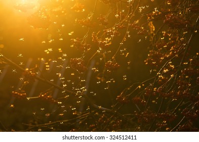 Swarm Of Mosquitoes In The Sun