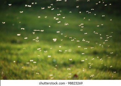 Swarm of Mosquitos, some are blurred because of the motion