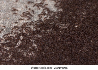 A Swarm Of Pavement Ants Moving