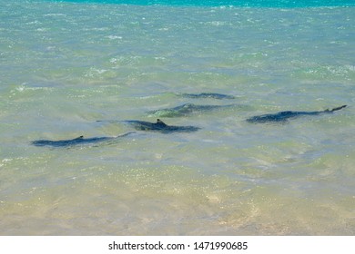 Swarm Of Reef Shark Raising Their Newborns At Coral Bay Along The Ningaloo Reef Australia