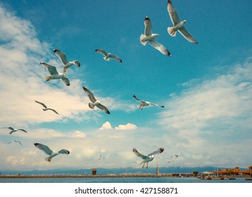 Swarm Of Seagulls Flying Close To The Island Of Nessebar, Bulgaria.