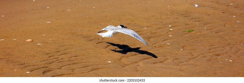 A Swarm Of Seagulls Sitting And Flying On Beautiful Water Of The Shediac Sea Shore