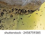 A swarm of tadpoles in a pond, gathering on a stone