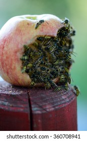 3,191 Wasps Eating Food Images, Stock Photos & Vectors | Shutterstock