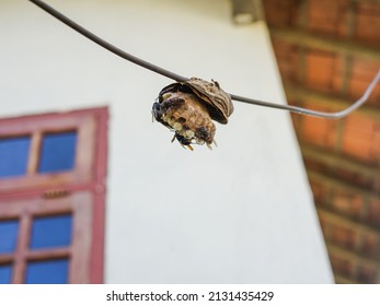 A swarm of wasps hanging in a nest attached to wires against the background of a house wall
