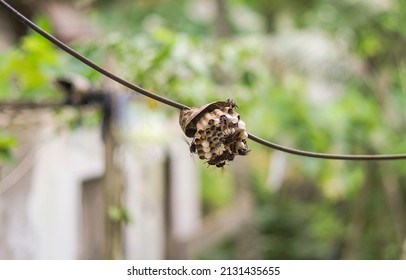 Swarm of wasps hanging in nest attached to wires on blurred background