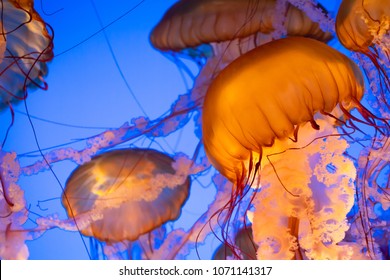 Swarm Of West Coast Sea Nettle Jellyfish Floating In Blue Ocean Water