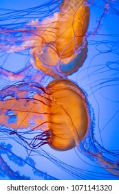 Swarm Of West Coast Sea Nettle Jellyfish Floating In Blue Ocean Water