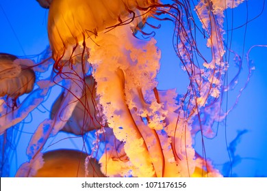 Swarm Of West Coast Sea Nettle Jellyfish Floating In Blue Ocean Water