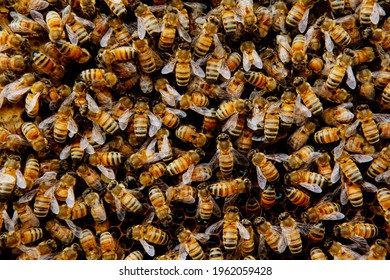 Swarming Bee Colony Congregating Around Their Queen