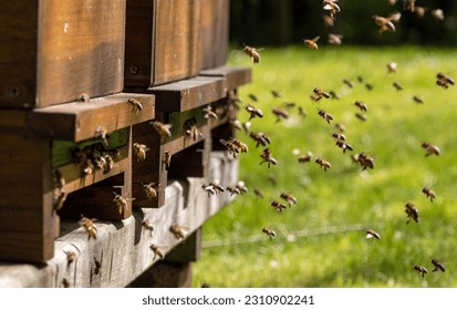 Swarms of bees at the bee entrance of a heavily populated honey bee, flying around in the spring air - Powered by Shutterstock