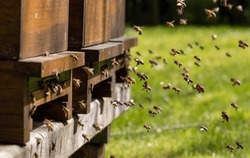 Des Essaims D’abeilles à L’entrée De La Ruche Dans Une Abeille Au Miel Très Fréquentée, Volant Dans L’air Du Printemps