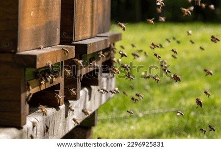 Swarms of bees at the hive entrance in a busy honey bee, flying around in the spring air