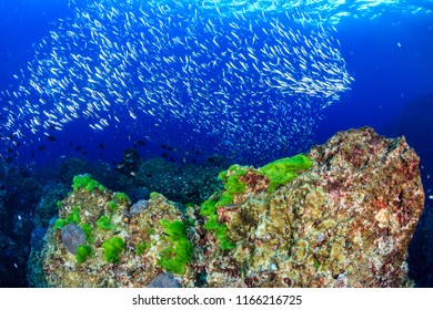 Swarms Colorful Tropical Fish Swimming Around Stock Photo 1166216725 ...