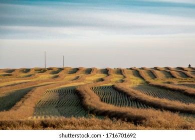 Swathed Canola Field Saskatchewan Canada