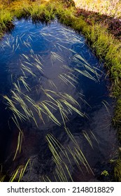The Swaying Grass In The River