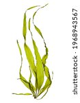 swaying kelp seaweed isolated on white background.