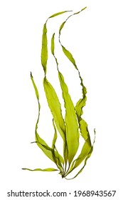 swaying kelp seaweed isolated on white background.