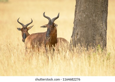 Swayns Hartebeest (Alcelaphus Buselaphus Swaynei) - Looking For Shade