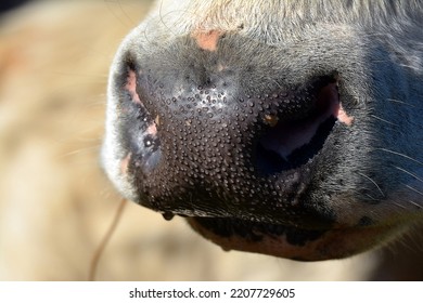 Sweat Beading On A Cow's Nose