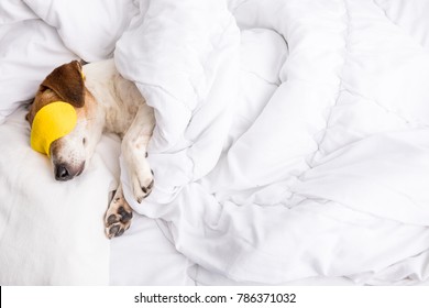 Sweat Dreams. Cozy Adorable Sleeping Pet In White Bed And Yellow Accessory