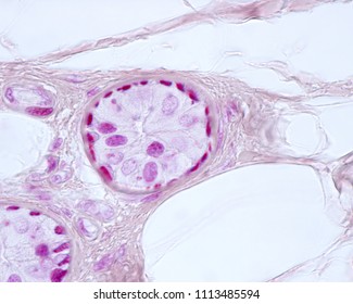 327 Elongated cell Images, Stock Photos & Vectors | Shutterstock