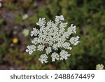 Sweden. Daucus carota, whose common names include wild carrot, European wild carrot, bird