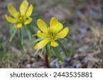 Sweden. Eranthis hyemalis, the winter aconite, is a species of flowering plant in the buttercup family Ranunculaceae.