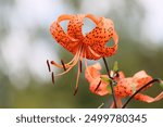 Sweden. Lilium lancifolium (syn. L.tigrinum) is an Asian species of lily, native to China, Japan, Korea, and the Russian Far East. 