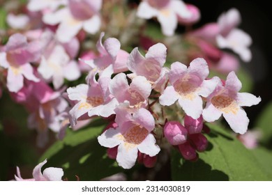 Sweden. Linnaea is a plant genus in the honeysuckle family Caprifoliaceae. Until 2013, the genus included a single species, Linnaea borealis. 