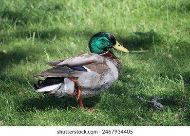 Sweden. The mallard or wild duck (Anas platyrhynchos) is a dabbling duck that breeds throughout the temperate and subtropical Americas, Eurasia, and North Africa. 